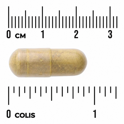 Swanson Berberine Advanced kapsulės dydis šalia centimetrų ir colių skalės
