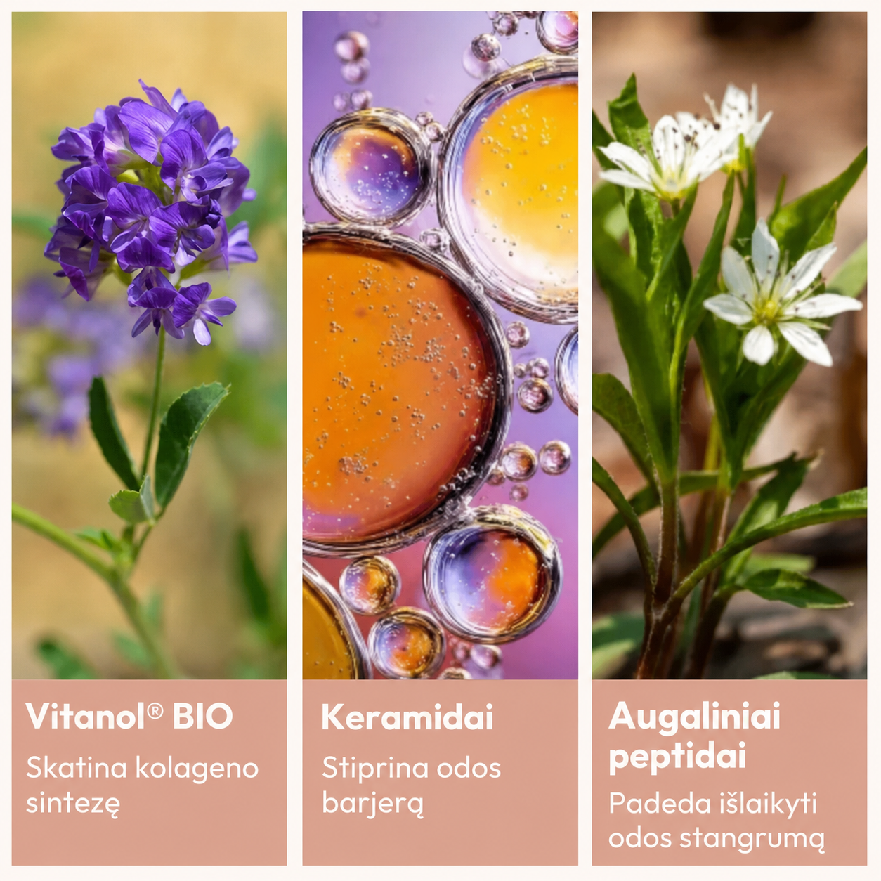 MiYé Pro-Collagen veikliosios medžiagos – Vitanol BIO, keramidai ir augaliniai peptidai